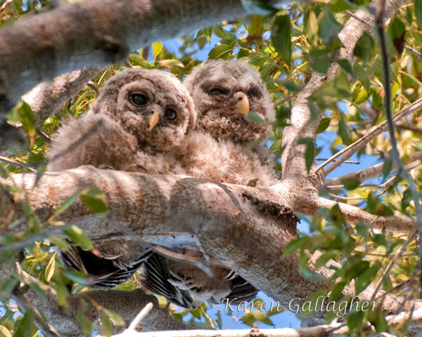 barred-owl-chicks4-069.jpg
