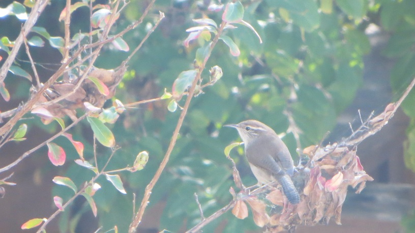 Bewick's Wren in crapemyrtle